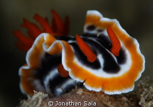 Chromodoirs Magnifica by Jonathan Sala 